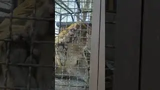 #обезьяна кушает банан