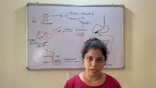 Jaundice | Pathophysiology of Jaundice | Bilirubin | UDP-Glucuronosyltransferase |