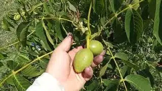 Грецкий орех. Сорт Десертный