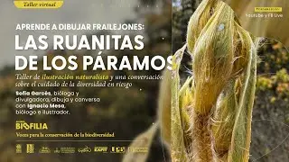 ¿Cómo dibujar frailejones? Taller de ilustración y conservación | Alianza Biofilia | Parque Explora