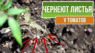 ОСТОРОЖНО Чернеют листья томатов 🍅 Болезни томатов в открытом грунте