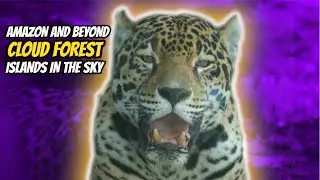 Cloud Forest Islands in the Sky | Zoo Miami