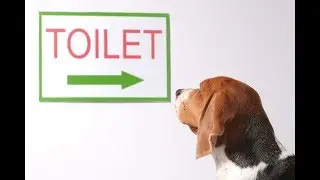 How to Potty Train a Puppy at Home very Easy!!!