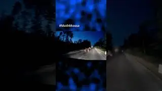 #Shorts Meth'd up Maine moose licks vehicle at 45 mph.
