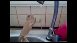 Поднимем себе настоение #77