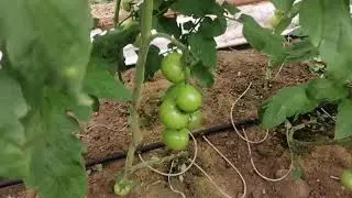 Domateste mildiyö, külleme, tuta yönetimi ve besleme