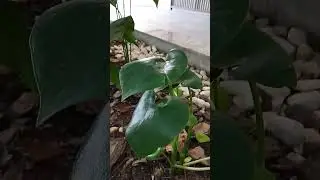 Pilea espécie ornamental
