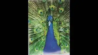 Bee Mask - Prelude And First Enormous Peacock