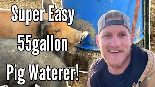 DIY 55 Gallon Pig Waterer- Cheap and Easy!
