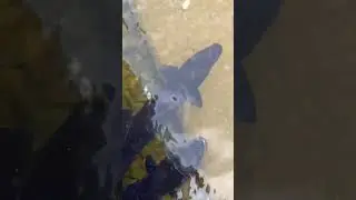 Can you guess this Fish - it’s very rare one🫥 #water #fish #treding #viral #shorts #travel #lake