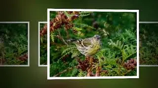 Eurasian Siskin (Carduelis spinus)  song