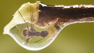 Ants Transporting Food Like Discovery Channel | Beyond Eyes
