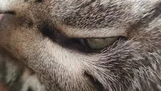 Котам снятся сны! кошка спит с открытым глазом))