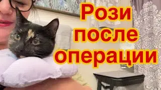 РАБОТА В США ….. РОЗИ ПОСЛЕ ОПЕРАЦИИ