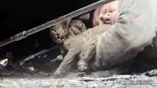 Paradise California Camp Fire Cat Rescue 2018 by Shannon Jay & Douglas Thron
