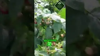 Узнайте секреты успешного садоводства малины! #огород #сад #малина #садоводство #дача #garden #цветы