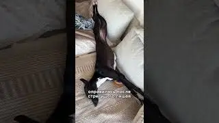 Ответ на вопрос какой породы моя собака