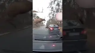 Олени на дороге