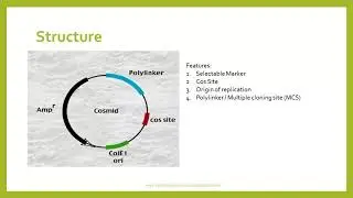 Cosmid: Plasmid Vector