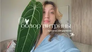 Обзор моей витрины с редкими растениями