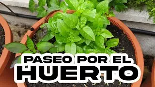 El huerto a inicios de verano - paseo y charla hortícola