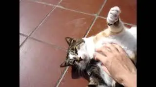 LA MIA GATTA PANCIONA 🤗😋😍 FATTEST CAT IN THE WORLD