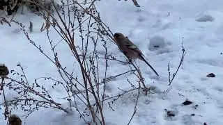 Требуется помощь в определении. Пол дня сопровождала по огороду!