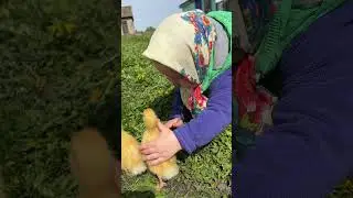Утята… куда идёте? 
