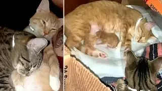 A Modern Father Cat Surprises Everyone Caring For His Pregnant Mate