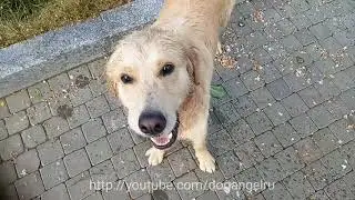 Куба и Ляля расплачиваются за роскошную прогулку
