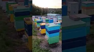 ПРО МАЙСКИЙ МЁД (видео ответ)