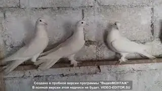 Поруем бакинцы широкохвостые