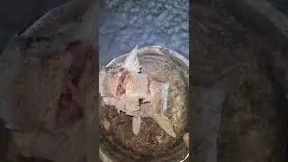 12 ГОЛОДНЫХ КОТОВ