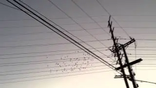 Flying Laps (Even Birds Need Exercise)