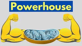 3 Impressive Reasons Mitochondria are the POWERHOUSE of the Cell