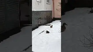 Обычный новокузнецкий двор) Выходишь из подъезда, и...