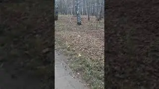 Оголошення