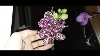 На подоконнике весна🌸🌹🌺#хозяйничаемвместе #орхидеи