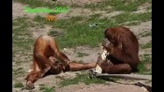 Приколы Октября 2017 №1