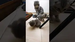 ВЫГУЛИВАЕТ КАК В САДИКЕ! 