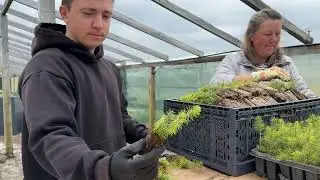 Собираем заказ Ель ЗКС для лесовосстановления 