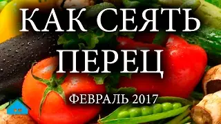 Как сеять перец - февраль 2017