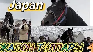 ЖАПОН ТҰЛПАРЫ 🐴  |  JAPAN HORSE 🏇#equestrian#mare#khabar#stallion#uzbekistan#steppe#zhanaozen#colt