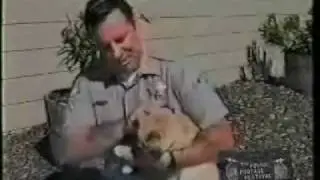 Painful Testicular Cat Attack on Live TV  Ouch!