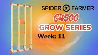 Week 11 grow with the Spider Farmer G4500 bufmdget light!