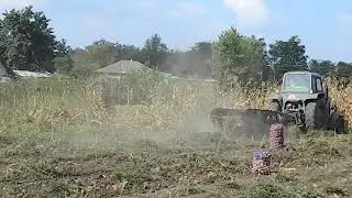 Potato digging, MTZ-80 tractor.