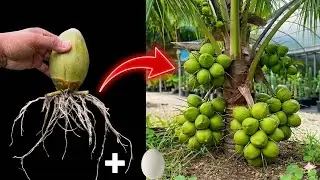 How to propagate coconut with banana to get many fruits in a short time-How to grow a coconut tree 