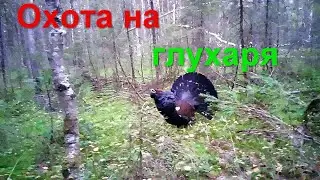 Охота на глухаря осенью с подхода