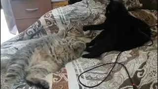 Проснулся не в настроении, а тут ещё этот... с хвостом своим.