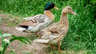 Australian Spotted Ducks | Small Friendly Dual Purpose